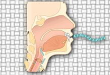The Speech Mechanism