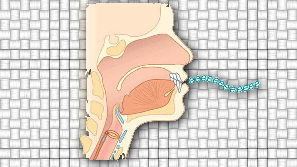 another name for speech mechanism