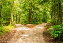 The Road Not Taken