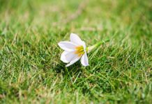 Fallen Flower