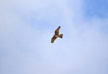 The Windhover