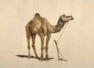 The Camel